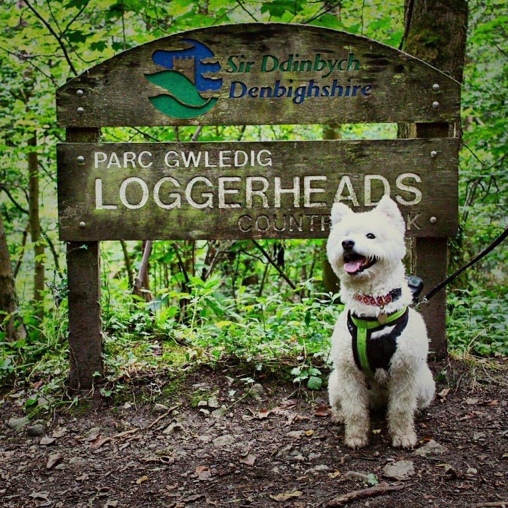 Adventures of Wilma Loggerheads 3 Dog Walks Chester Chester.com