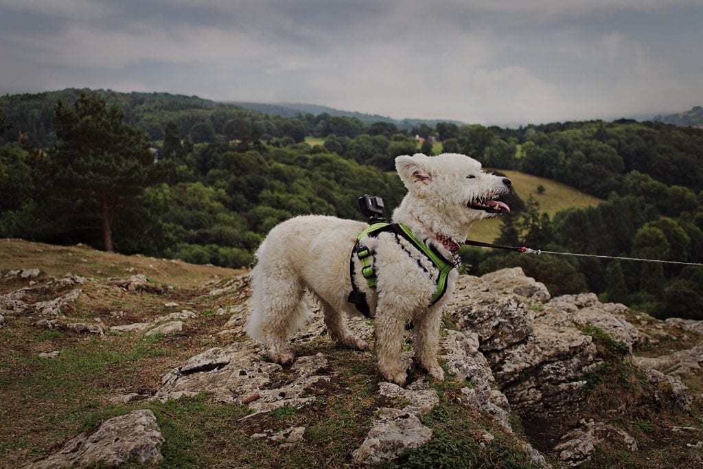 Adventures of Wilma Loggerheads Dog Walks Chester Chester.com